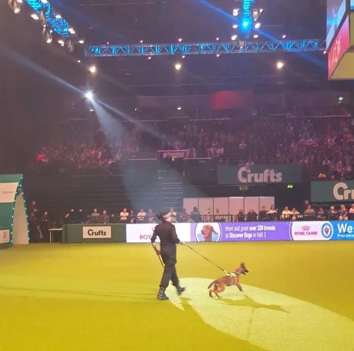 Emma Goodwin, The Canine Guide, competing at Crufts.