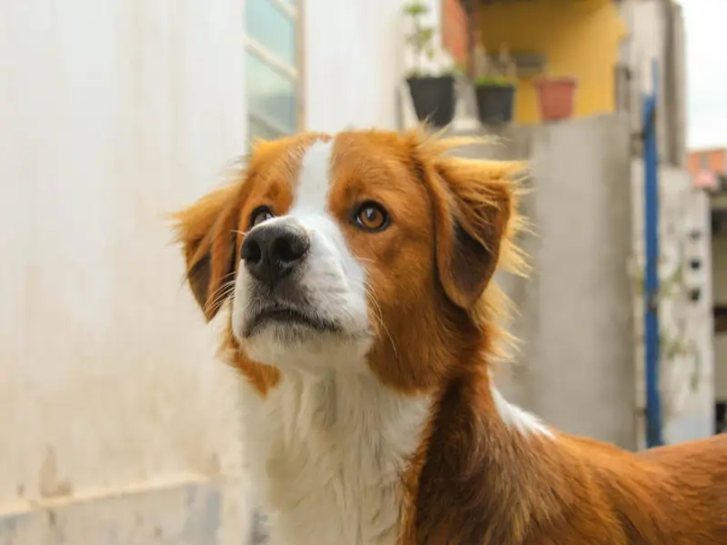 Curious dog.