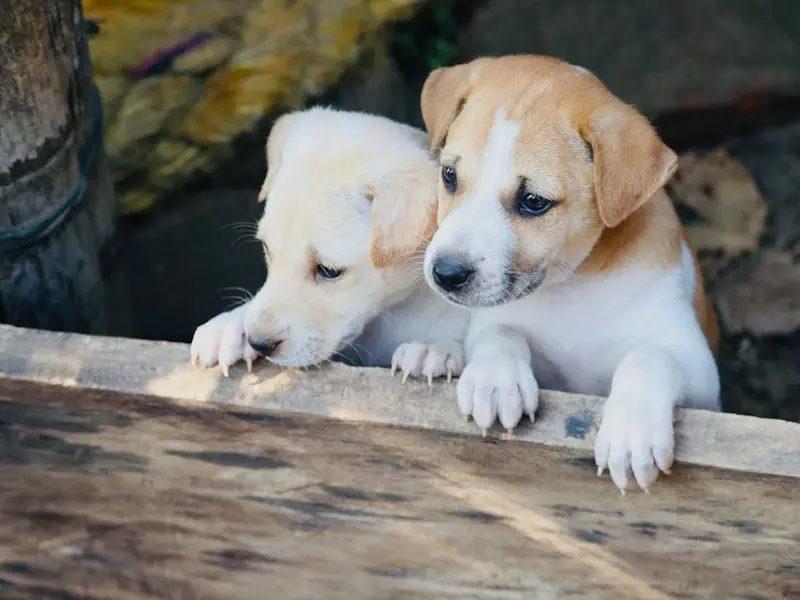 Two puppies looking over a fence.